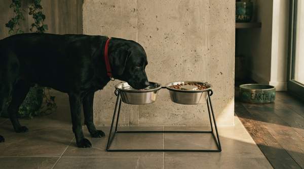 Editorial illustration for Built-in, Freestanding, or DIY: Choosing a Feeding Station Your Home and Your Dog Will Love