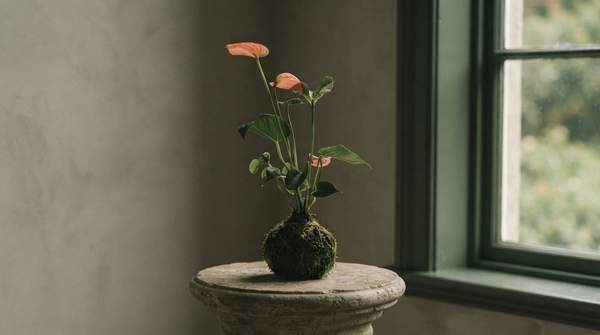 Editorial illustration for How to Make a Kokedama: A Step-by-Step Guide to Japanese Moss Balls, Plus a Plant Selection Framework
